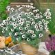 Rhodanthemum Casablanca P12