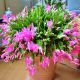 Grudnik Szlumbergera Różowy P13