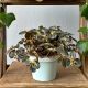 Pilea Peruwiańska P12