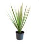 Dracena Obrzeżona Bicolor