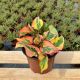 Houttuynia cordata Chameleon P14