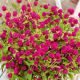 Wiecznik Kulisty 'Holly Pink' P14