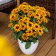 Rudbekia  Flamenco Bright Orange P14
