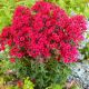 Floks Wiechowaty Flame Red P12