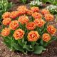 Tulipan Brisbane P14