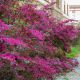 Loropetalum Chinense 'Fire Dance' P17