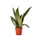 Sansewieria Gwinejska Black Coral P7