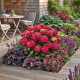 Hortensja Magical Ruby Tuesday P23