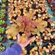 Żurawka Carmel - Heuchera P14