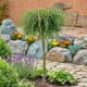 Thuja WHipcord Na Pniu P19