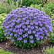 Pysznogłówka Sugar Buzz Blue Moon P14