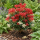Pieris Forest Flame P19
