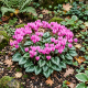 Cyklamen hederifolium AmazeMe Pink P14