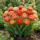Tulipan Gudoshnik Double P12