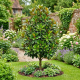 Magnolia Zimozielona P21