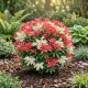 Pieris Japoński Mountain Fire P19