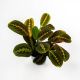 Maranta Leuconeura P13