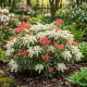 Pieris Japoński Little heath P17