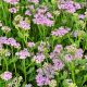 Krwawnik Lilac Beauty P12