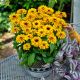 Rudbekia Littlebeckia Ballerina P14
