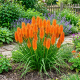 Trytoma Groniasta Kniphofia Poco Orange P12