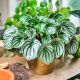 Peperomia Srebrzysta P11