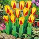 Tulipan Stresa P12