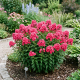 Floks Wiechowaty Watermelon P14