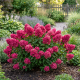 Hortensja Bukietowa Petite Star P12