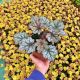 Żurawka ogrodowa World Caffé Corretto - Heuchera x hybrida P14