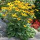 Rudbeckia Błyskotliwa Goldsturm P9