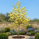 Magnolia Yellow Lantern P19