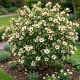 Magnolia Zimozielona White Caviar P19