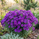 Aster Nowoangielski Purple Dome P12