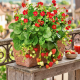 Truskawka summer breeze red Czerwona P12