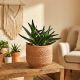 Aloes Delaetii P13