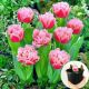 Tulipan Queensland P12