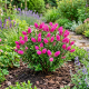 Hebe Outdoor Intensive Pink P12