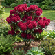 Rhododendron Marie Forte P23