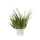 Aloes Drzewiasty P13
