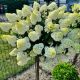 Hortensja Na Pniu Limelight P14