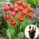 Tulipan Candy Corner P14