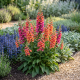 Naparstnica Purpurowa Firecracker P14