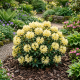 Rhododendron Princess Anne P17