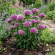 Goździk Ogrodowy  Barbarini Purple Bicolor P12
