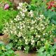 Golteria Chilijska Biała P11