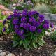 Aster Showmakers Indigo Ice P12