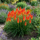 Trytoma Groniasta Kniphofia Red Hot Poker P12