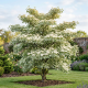 Dereń Pagodowy Variegata P23
