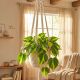 Philodendron Brasil P13